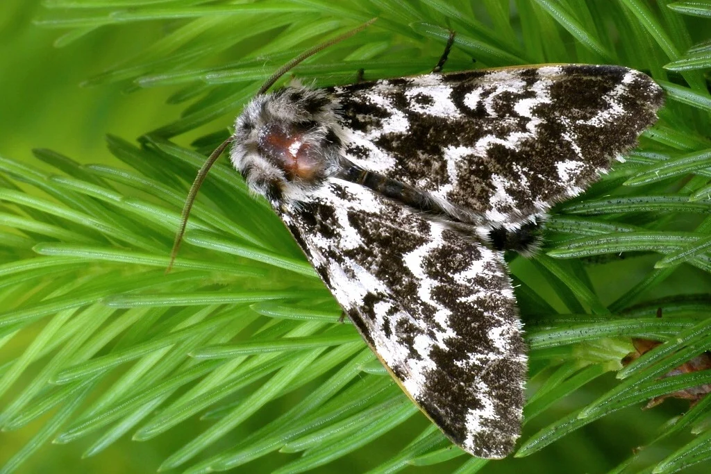 Panthea coenobita imago