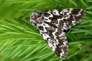Panthea coenobita imago
