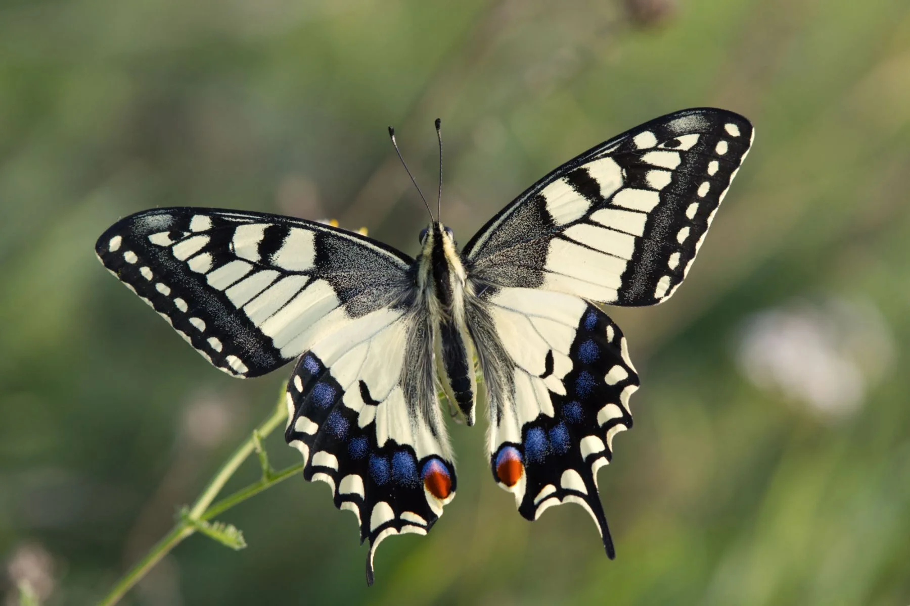 Papilio machaon imago