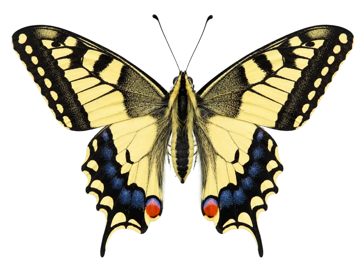 Papilio machaon ilustracia