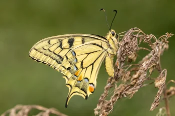 Papilio machaon imago