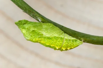 Papilio machaon pupa