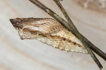Papilio machaon pupa