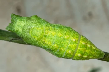Papilio machaon pupa