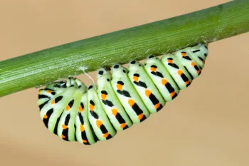 Papilio machaon larva