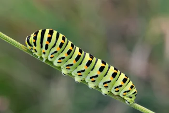 Papilio machaon larva