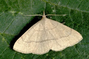 Paracolax tristalis imago