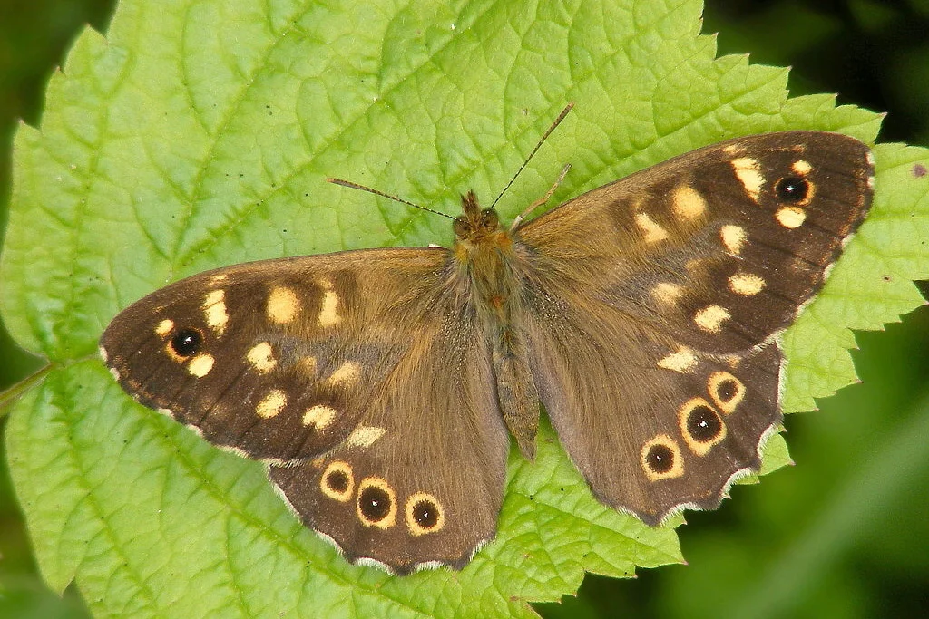 Pararge aegeria imago