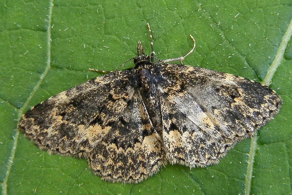 Parascotia fuliginaria imago