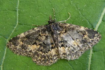 Parascotia fuliginaria imago