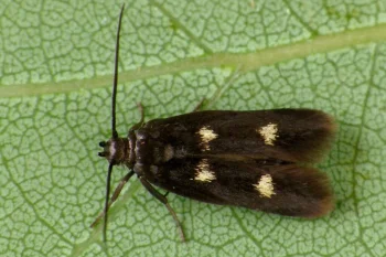 Parascythris muelleri imago