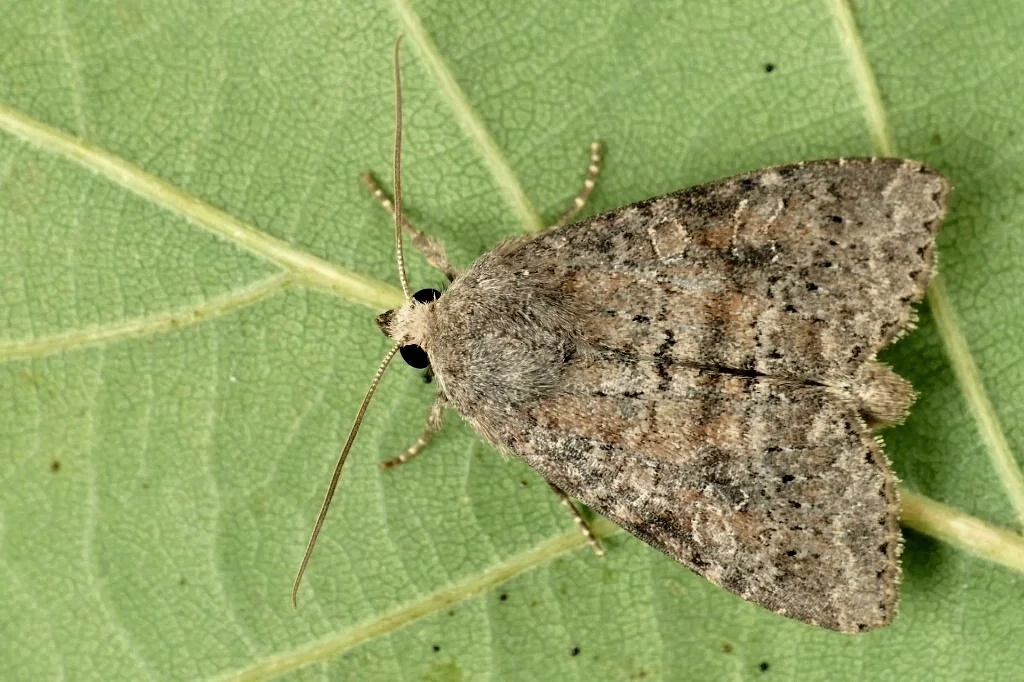 Parastichtis suspecta imago