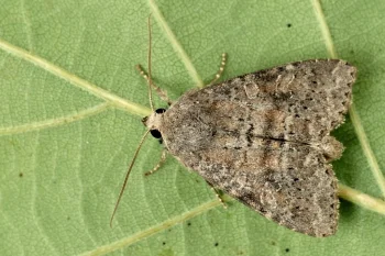 Parastichtis suspecta imago