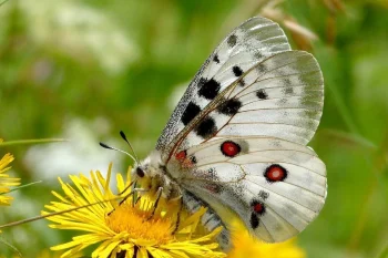 Parnassius apollo imago