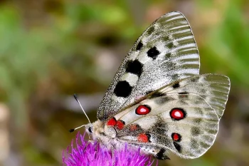Parnassius apollo imago