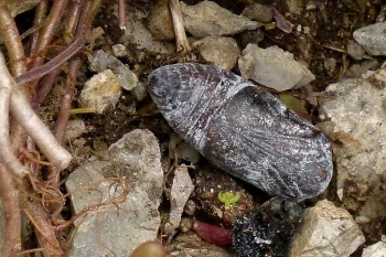 Parnassius apollo pupa