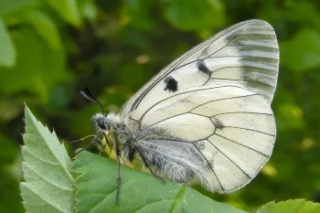 Parnassius mnemosyne imago
