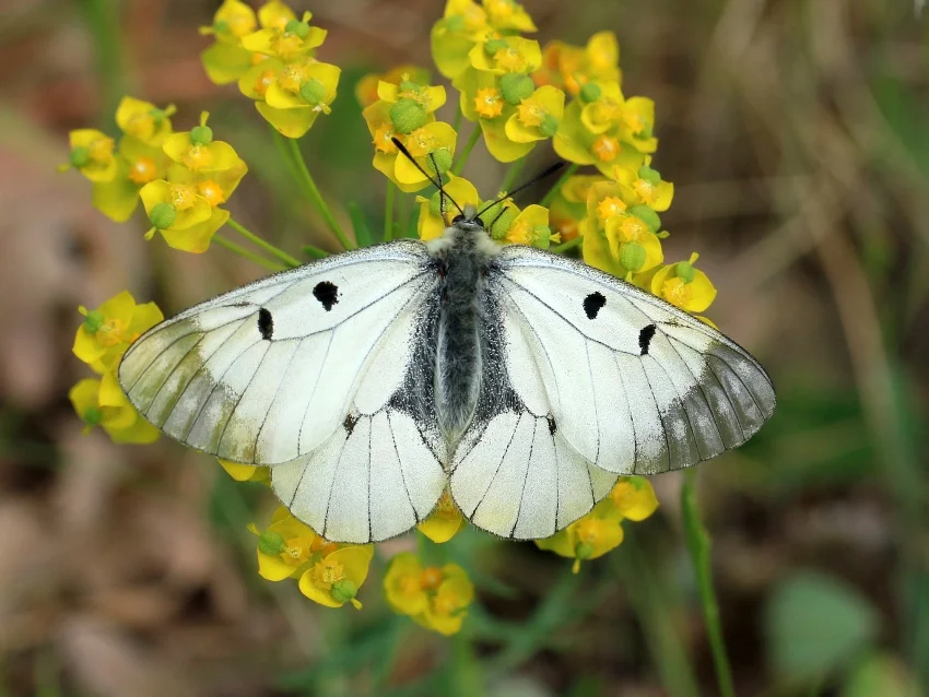 Parnassius mnemosyne imago