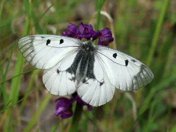 Parnassius mnemosyne imago