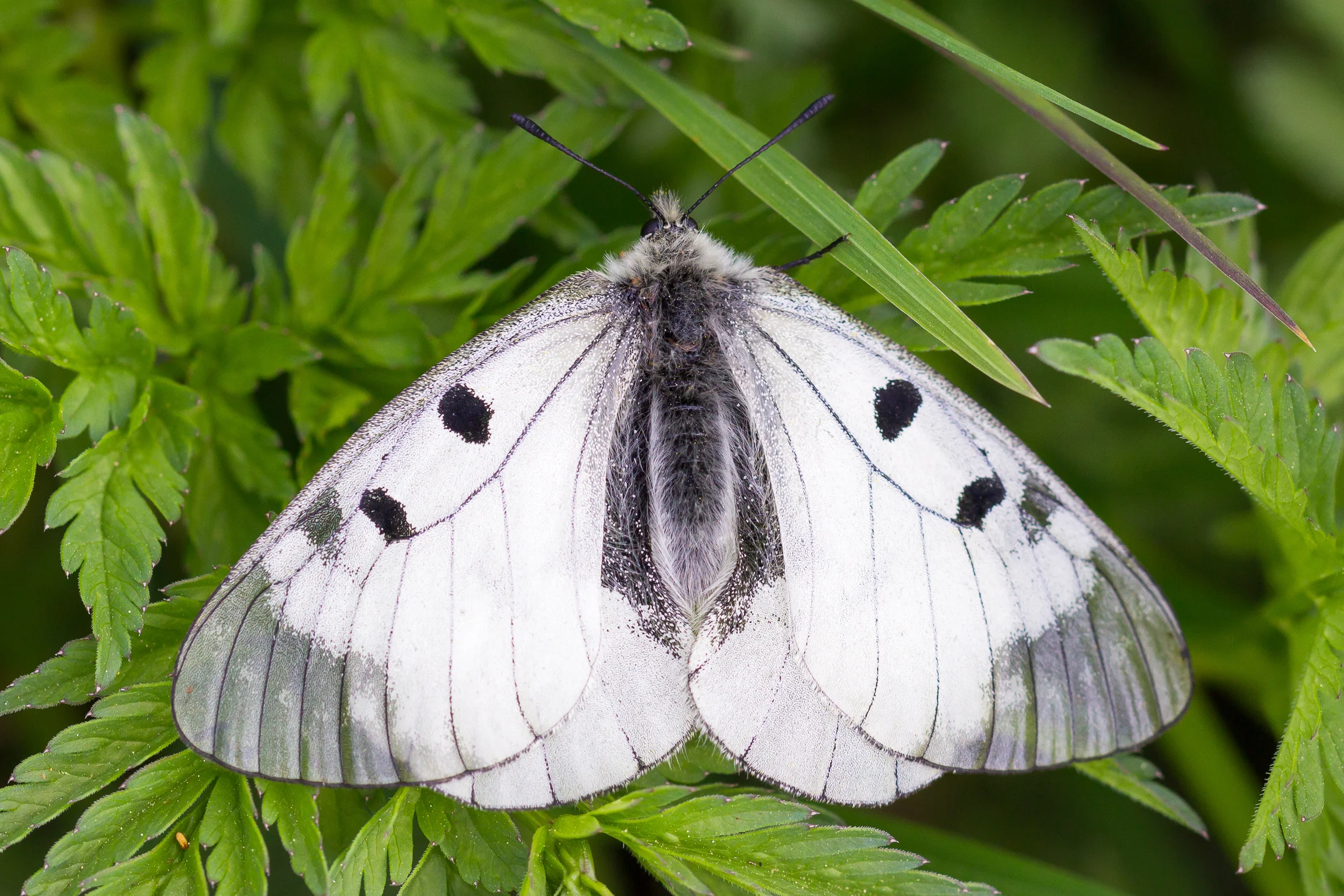 Parnassius mnemosyne imago