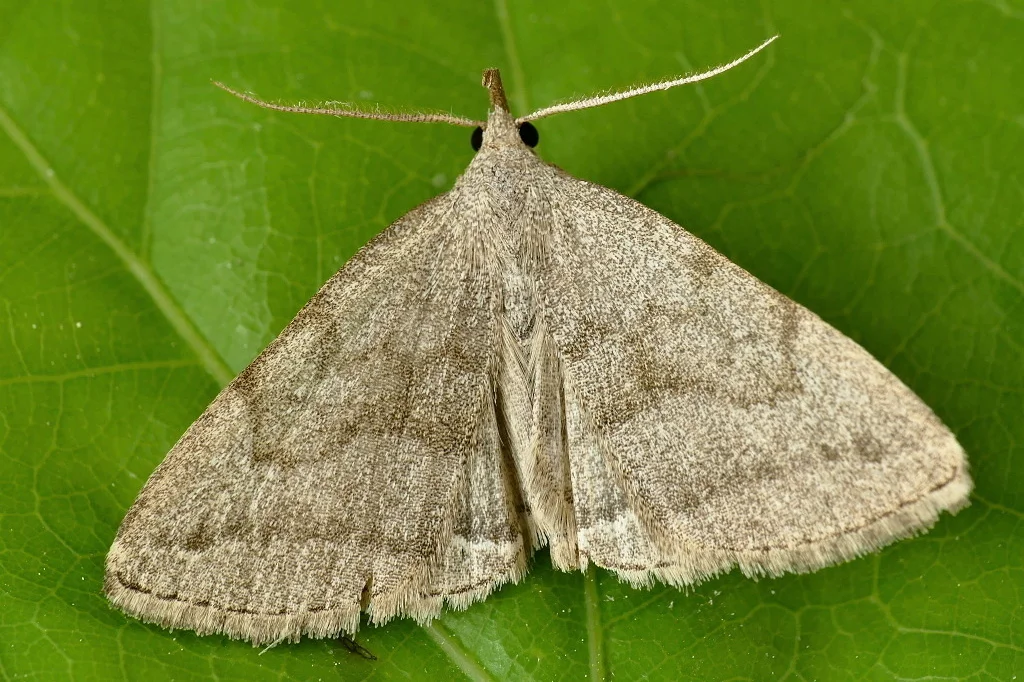 Pechipogo strigilata imago