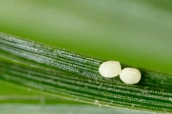 Pennithera firmata ova