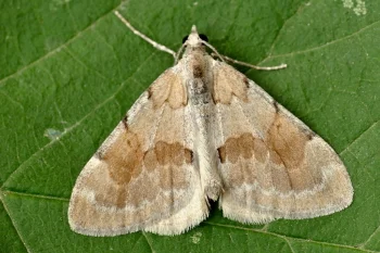 Pennithera firmata imago