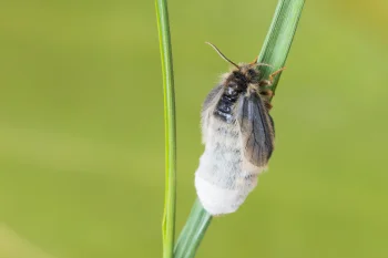 Penthophera morio imago female
