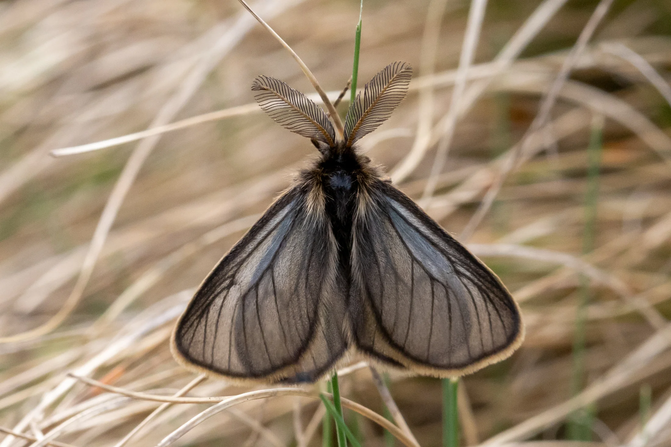 Penthophera morio male
