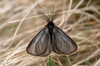Penthophera morio male