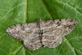 Peribatodes rhomboidaria imago