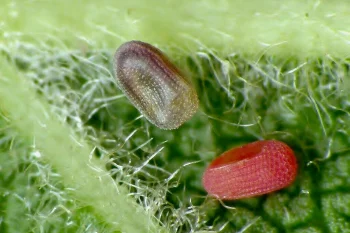 Peribatodes rhomboidaria ova