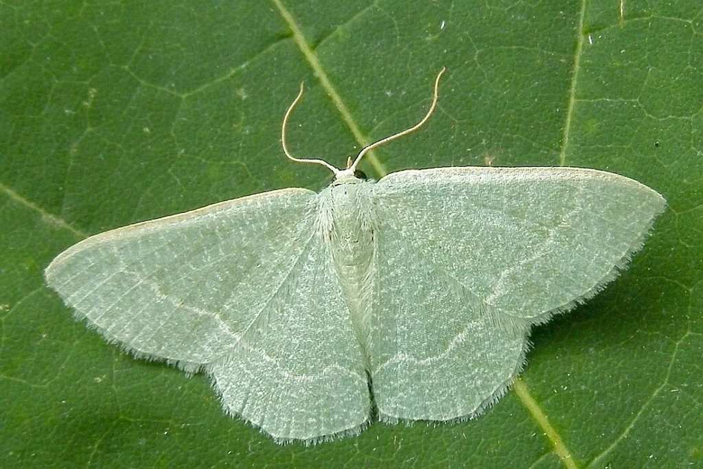 Phaiogramma etruscaria imago