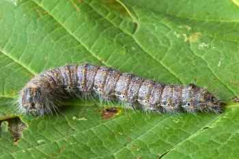 Phalera bucephaloides larva