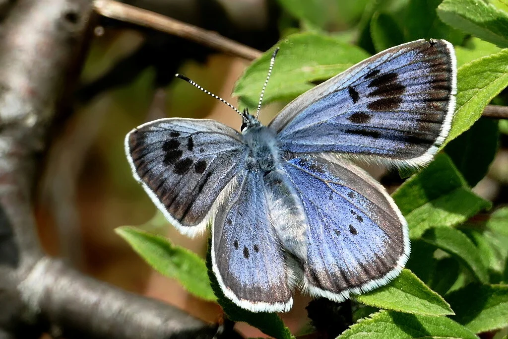 Phengaris arion imago