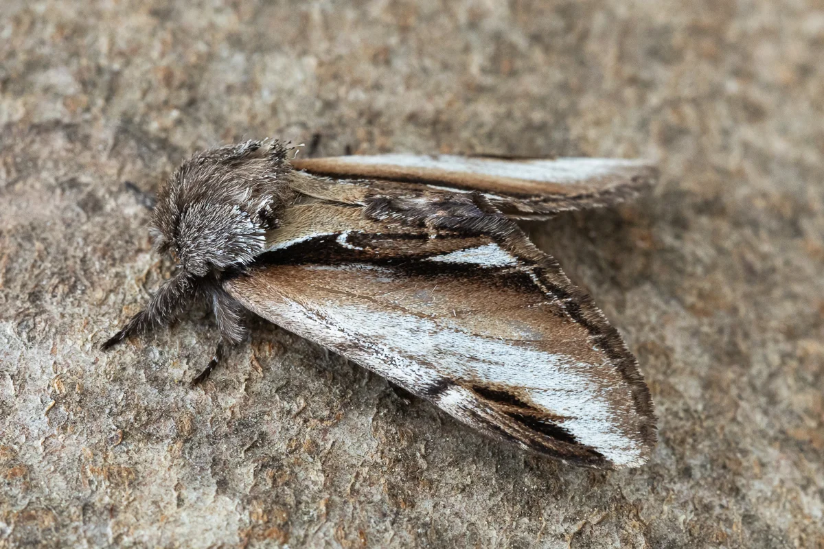 Pheosia gnoma imago