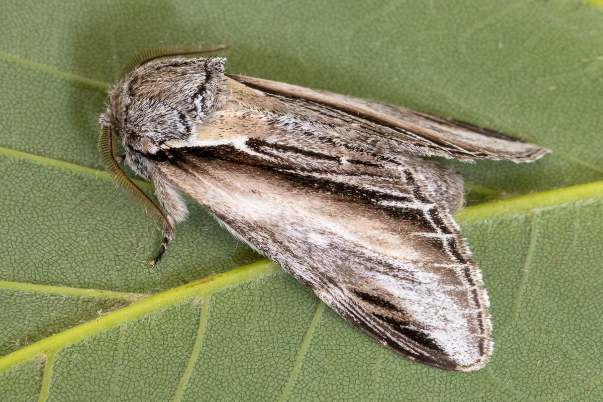 Pheosia tremula imago