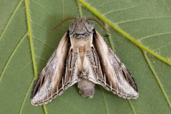 Pheosia tremula imago