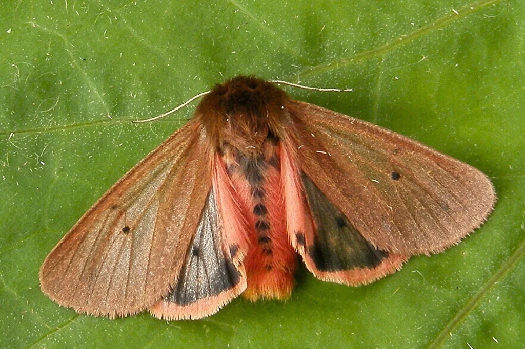 Phragmatobia fuliginosa imago