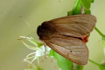 Phragmatobia fuliginosa imago