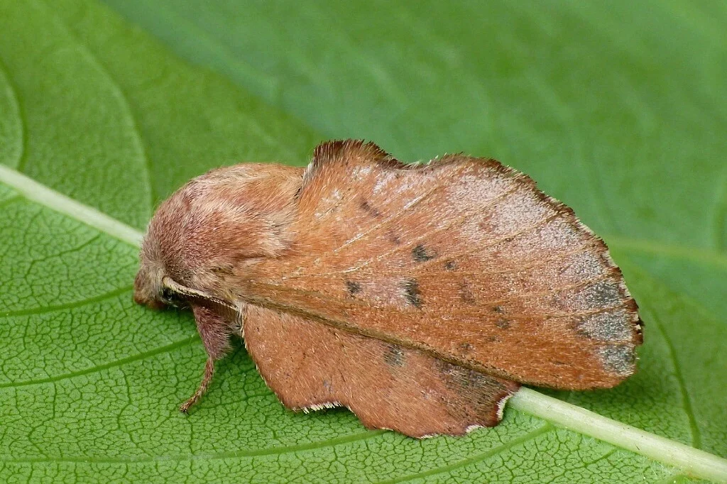Phyllodesma tremulifolia imago