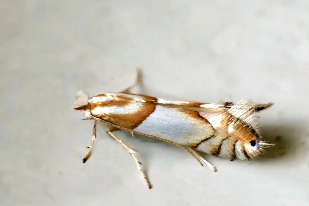 Phyllonorycter roboris imago