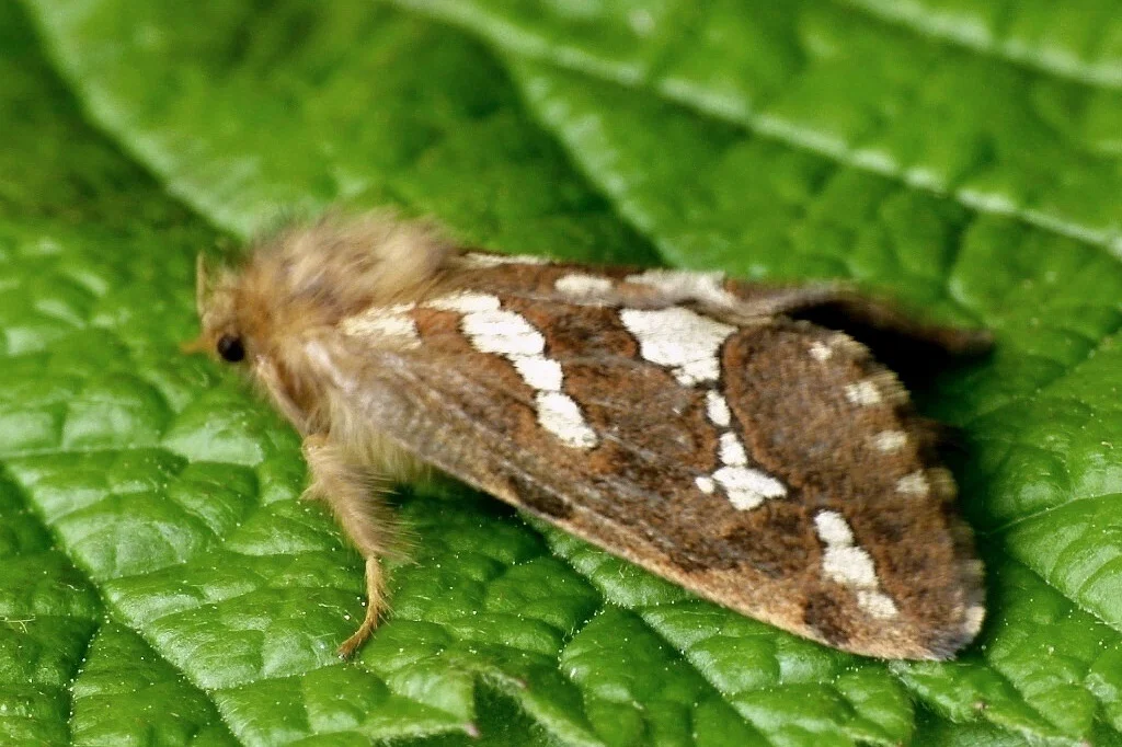 Phymatopus hecta imago