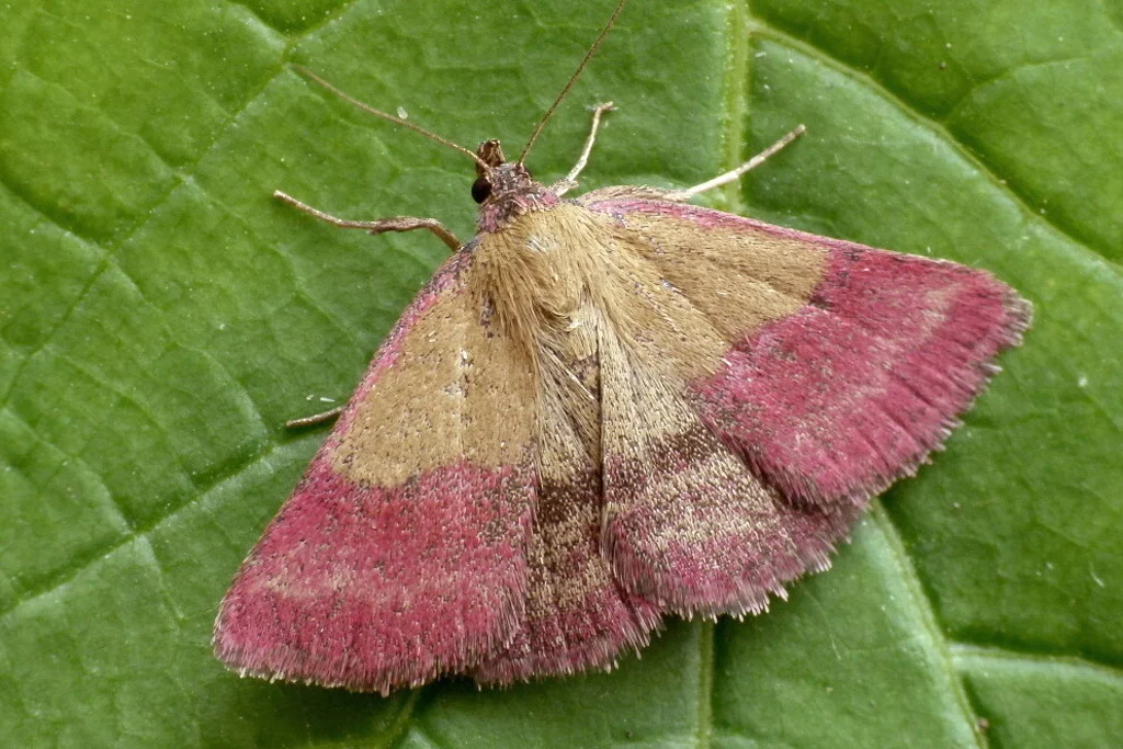 Phytometra viridaria imago