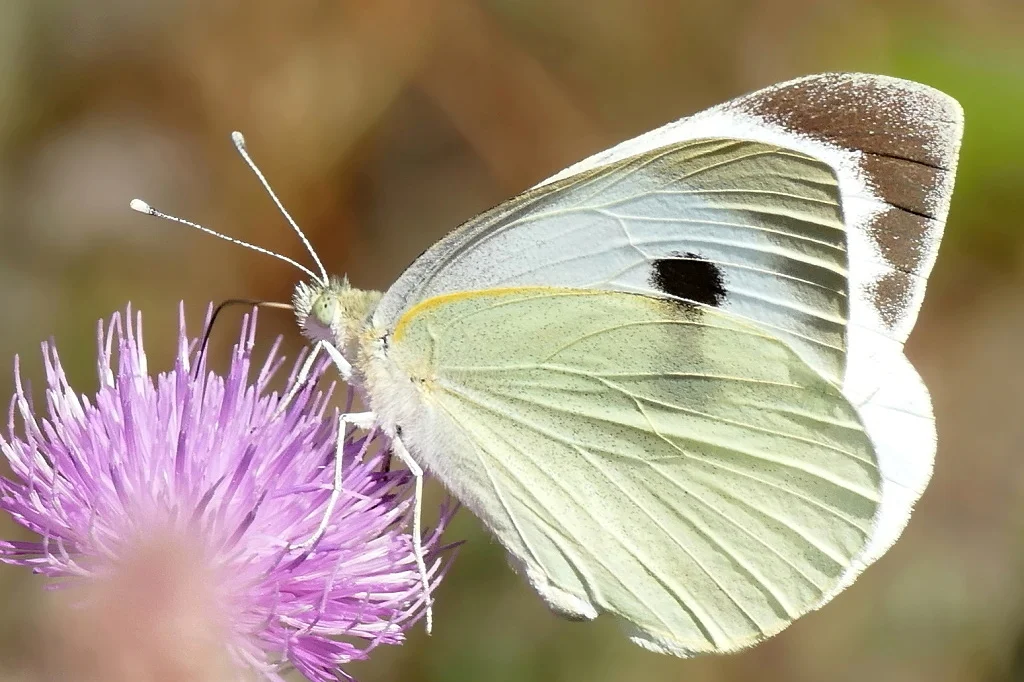 Pieris brassicae imago