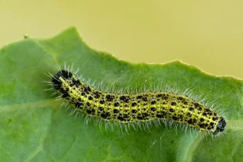 Pieris brassicae larva
