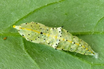 Pieris brassicae pupa
