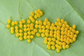 Pieris brassicae ova
