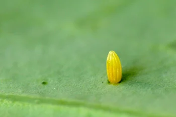 Pieris brassicae ova