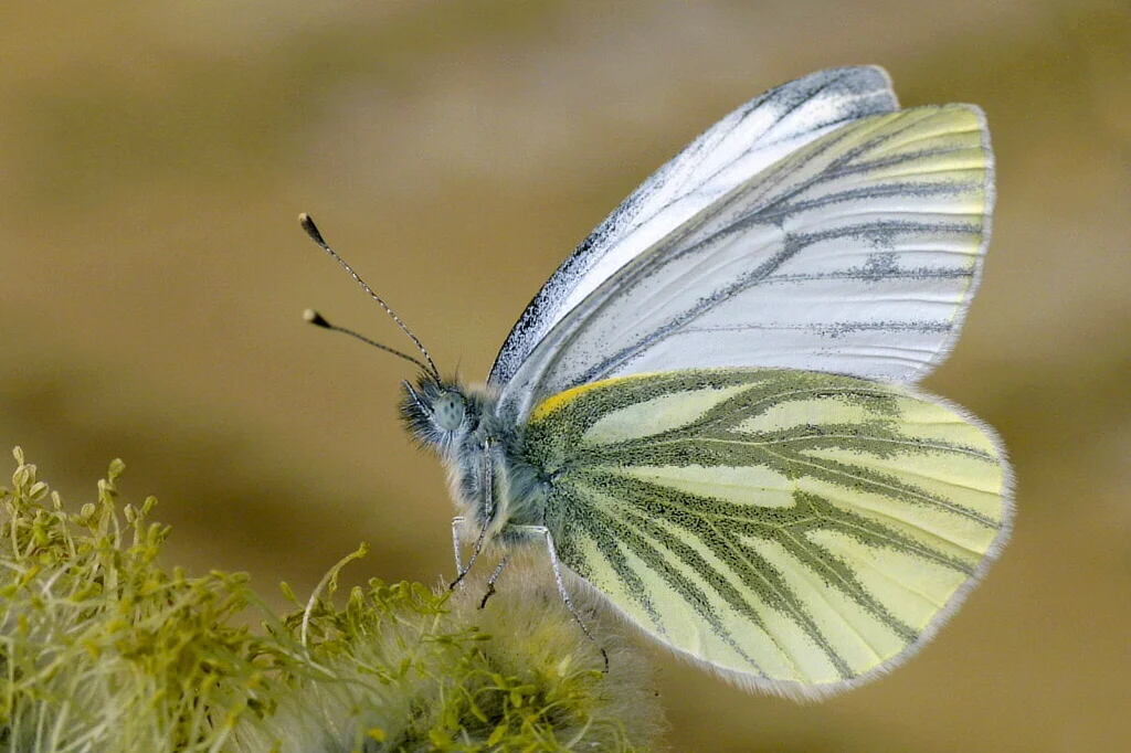 Pieris napi imago
